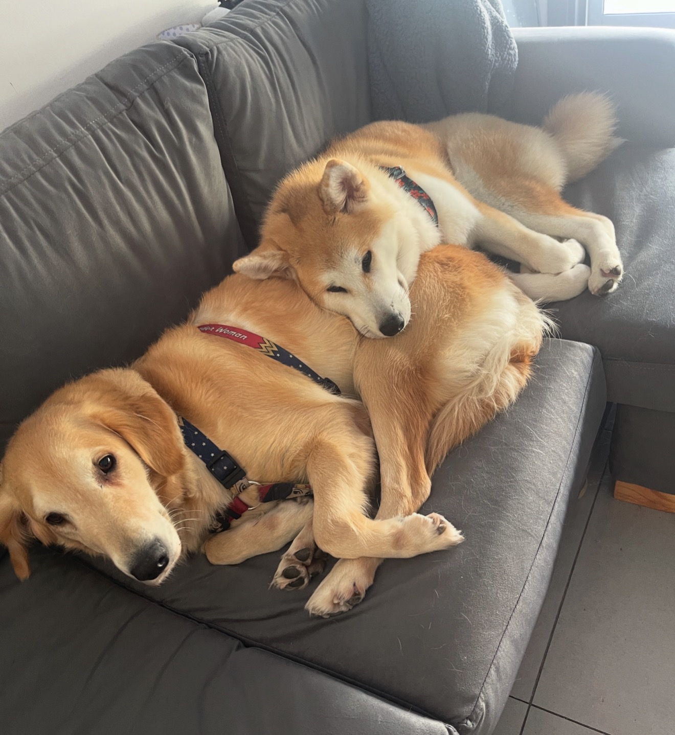 Daiana dogs cuddling on the couch